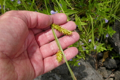 Carex exsiccata