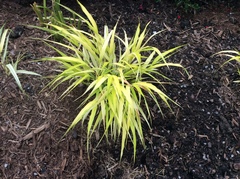 Hakonechloa macra