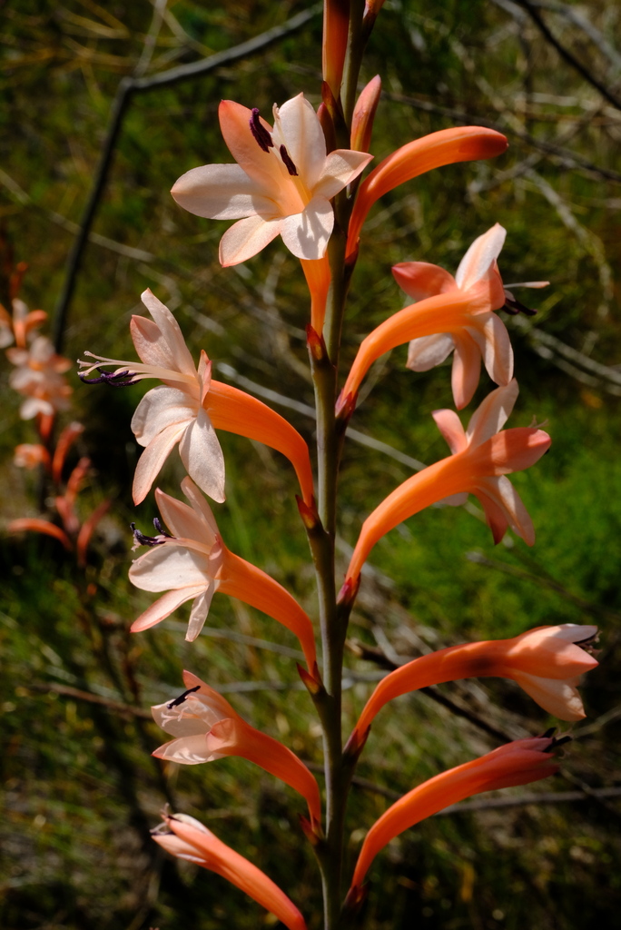 Watsonia stokoei