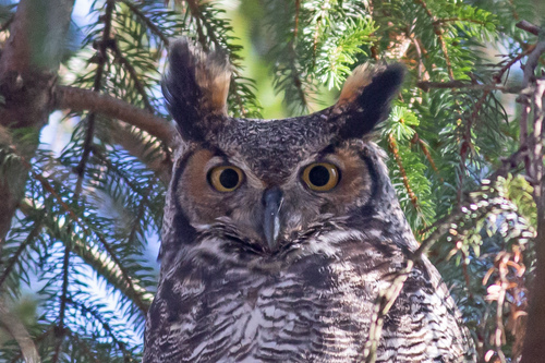 Great Horned Owl photographed in Pennsylvania