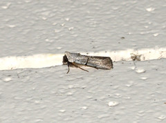 Sympistis greyi