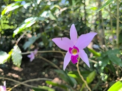 Laelia anceps, photograph (c) Victor De la Cruz, some rights reserved (CC BY)
