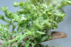 Douinia ovata