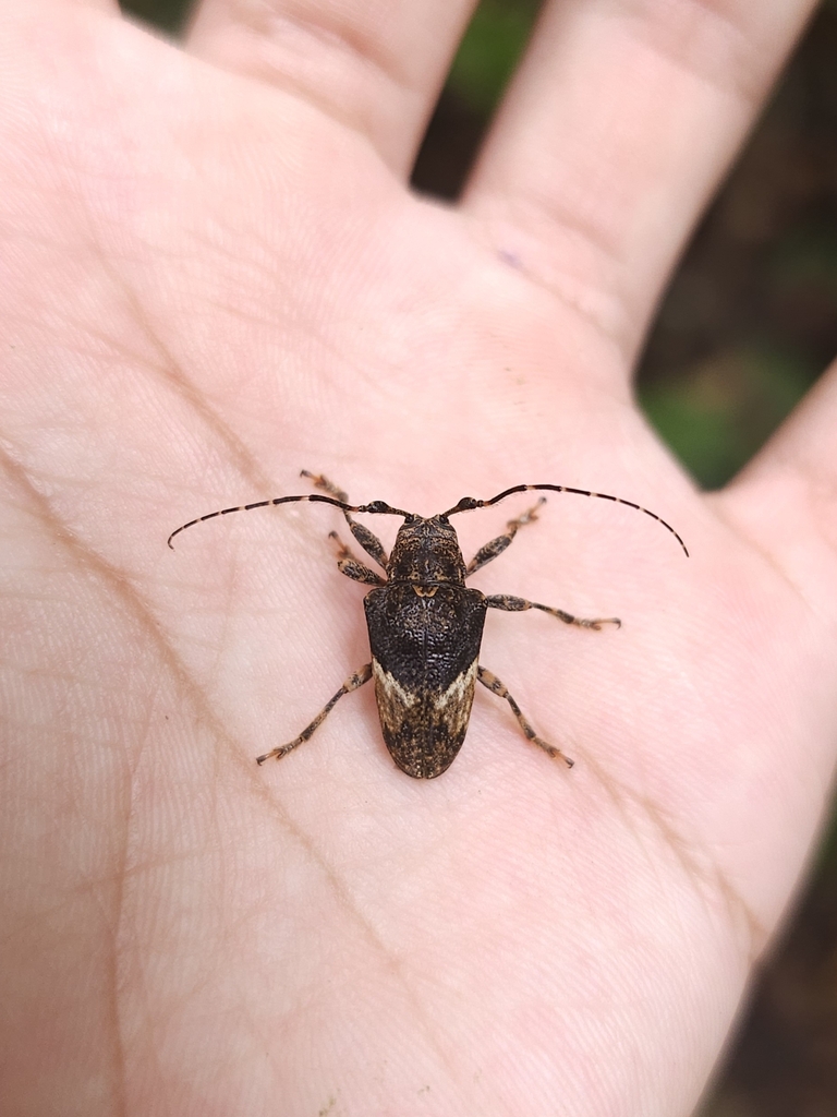 Tulcus subfasciatus