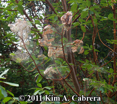Malacosoma californica