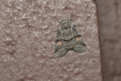 Brachylomia cascadia