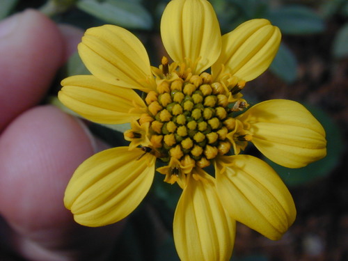 Lipochaeta