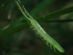 Pentidotea montereyensis