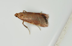 Arta epicoenalis
