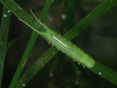 Pentidotea montereyensis