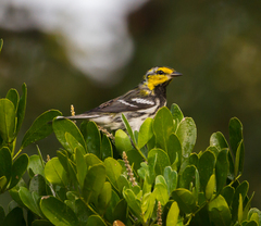 Setophaga chrysoparia