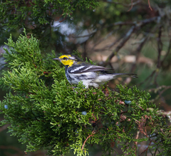 Setophaga chrysoparia