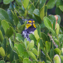 Setophaga chrysoparia