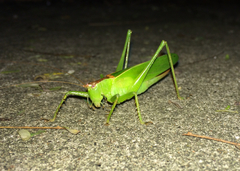 Hexacentrus unicolor