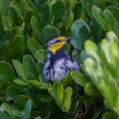 Setophaga chrysoparia