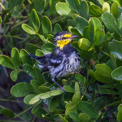 Setophaga chrysoparia