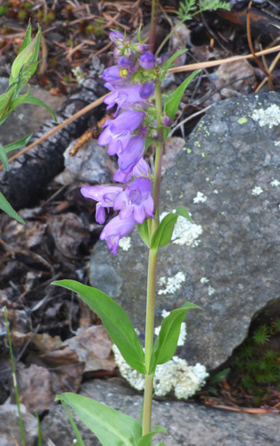 Mt. Graham beardtongue (Penstemon deaveri)