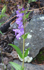 Penstemon deaveri