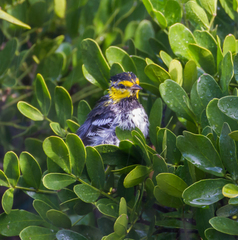 Setophaga chrysoparia
