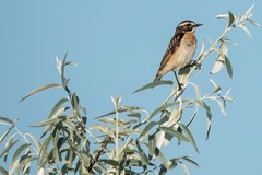 Saxicola rubetra