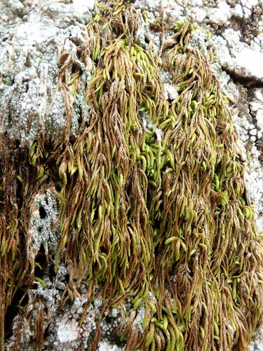 Pterigynandrum filiforme Hedw.