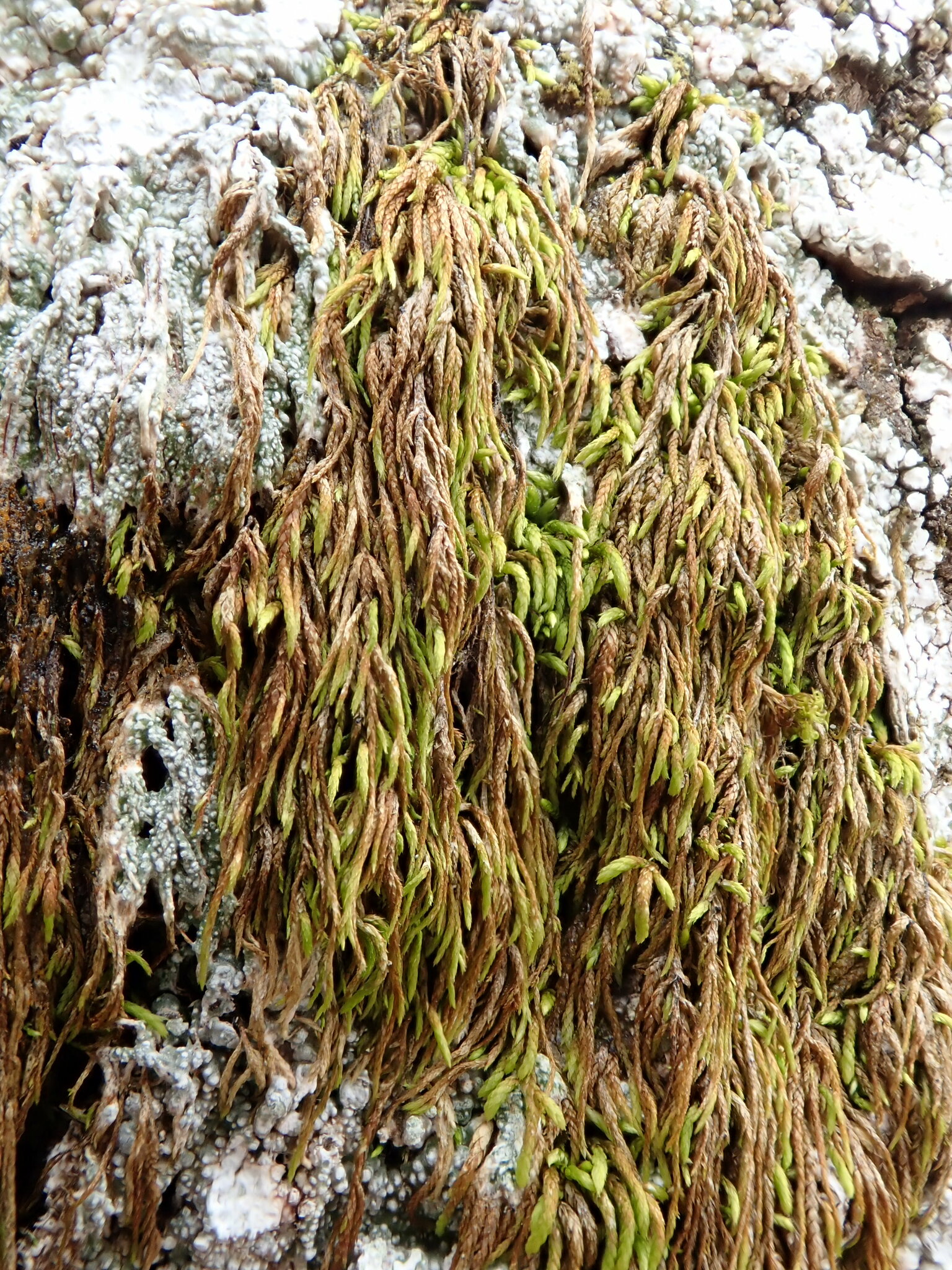 Pterigynandrum filiforme