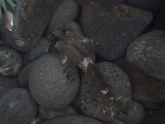 Clinocottus globiceps