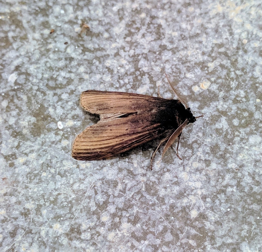 Gargetta hampsoni