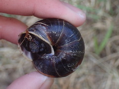 Monadenia infumata callidina