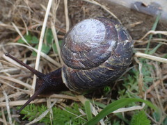 Monadenia infumata callidina