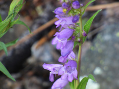 Penstemon deaveri