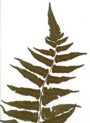 Diplazium esculentum