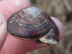 Monadenia infumata callidina