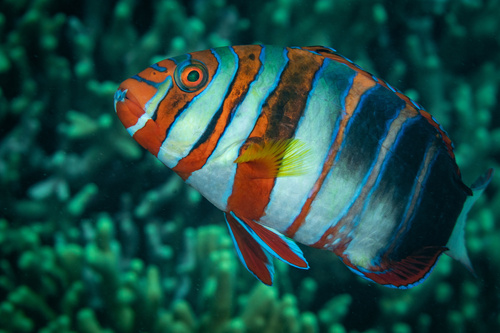 Harlequin tuskfish (Choerodon fasciatus) — Labridae — 3