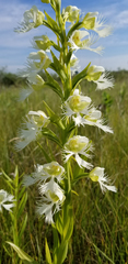 Platanthera praeclara