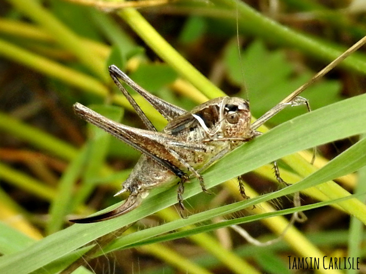 Montana striata