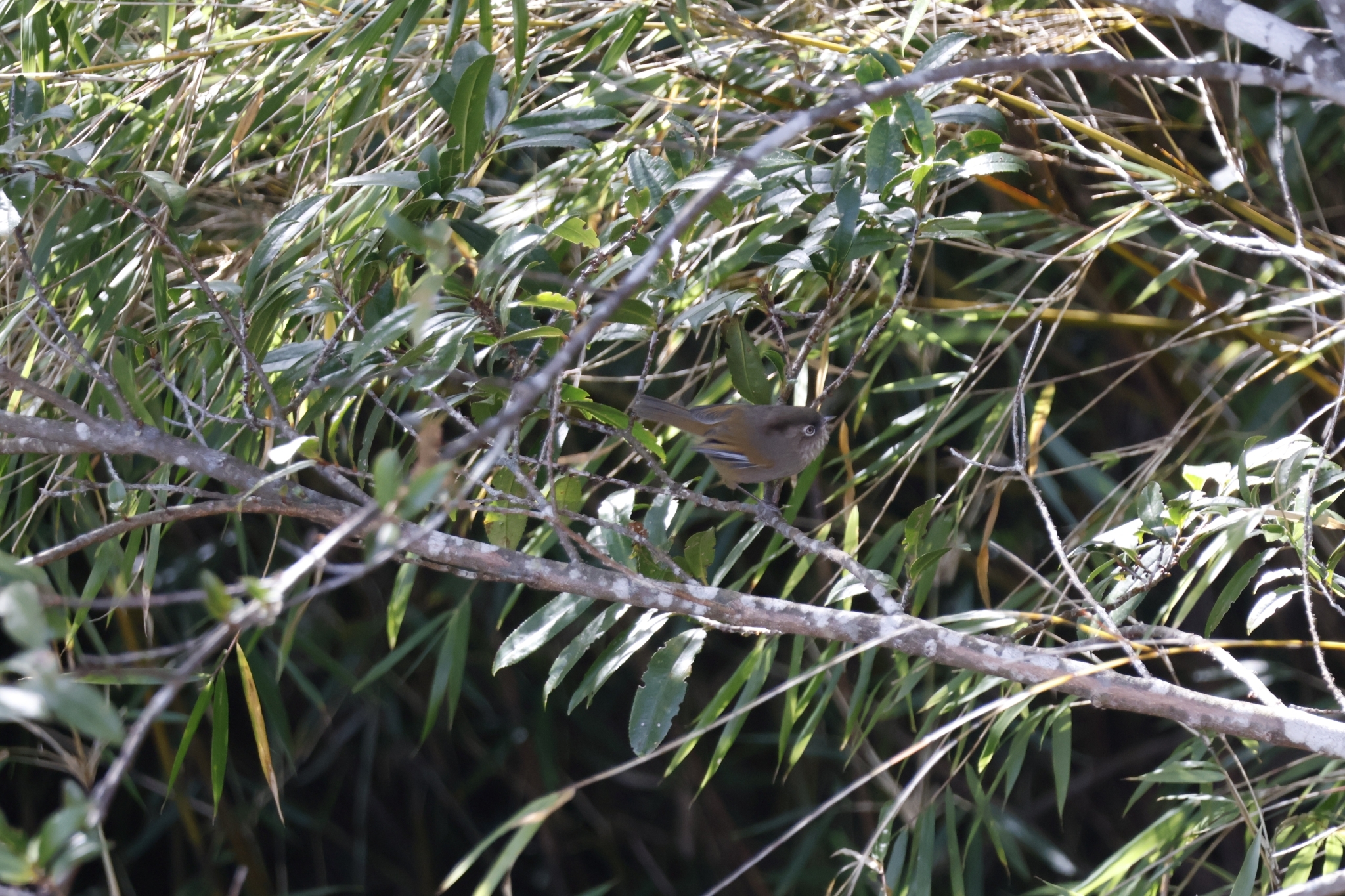 Taiwan Fulvetta (Fulvetta formosana), photo 10