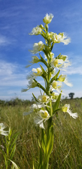 Platanthera praeclara
