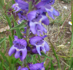 Penstemon deaveri