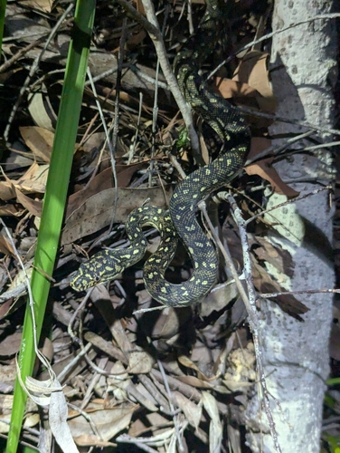 Diamond Python sighting