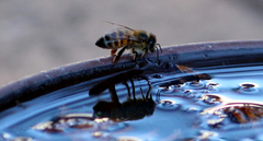 Apis mellifera scutellata