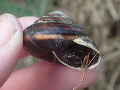Monadenia infumata callidina
