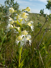 Platanthera praeclara