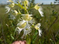 Platanthera praeclara
