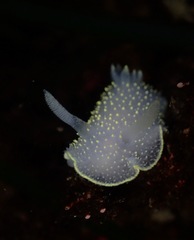 Acanthodoris hudsoni