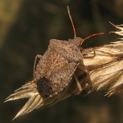 Euschistus conspersus