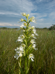 Platanthera praeclara