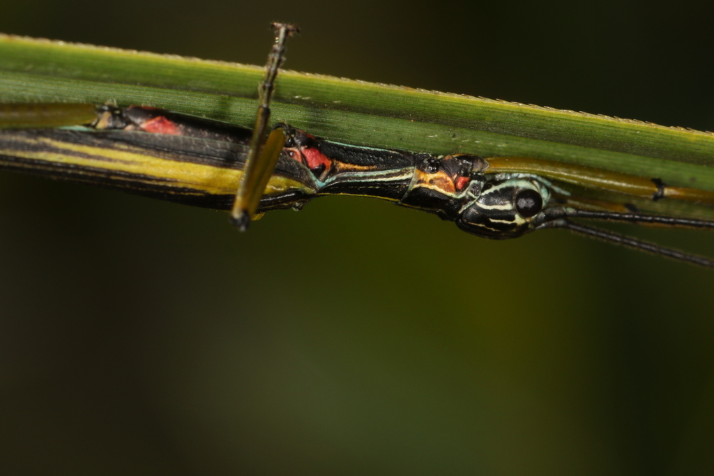 stick insect