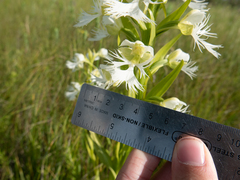 Platanthera praeclara