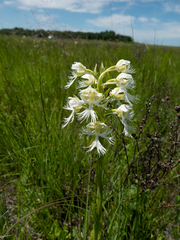 Platanthera praeclara